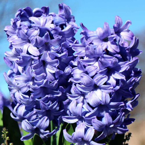 Delft Blue Hyacinth (Hyacinthus orientalis) - October Delivery