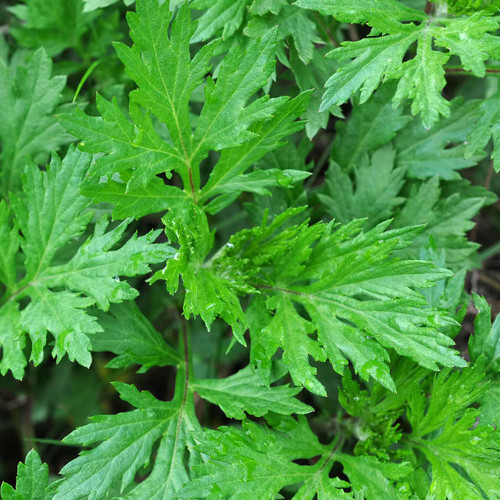 Mugwort (Artemisia vulgaris) Perennial
