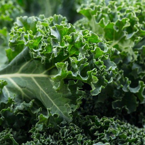 Organic Westlander Kale (Brassica oleracea)