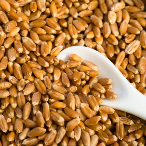 Brazilian Lavras Heirloom Wheat Seed - Non-GMO, Salt Spring