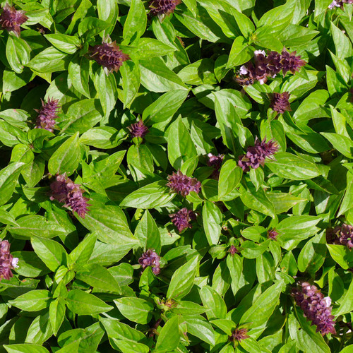 Anise Basil (Ocimum basilicum)