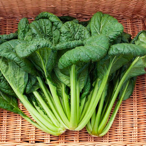 Organic Yukina Savoy Asian Greens (Brassica rapa)