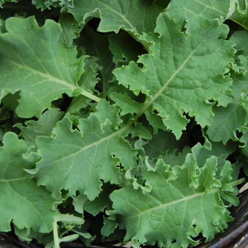 Organic Vates Kale (Brassica oleracea)