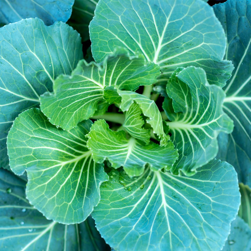 COLLARD GREENS, CHAMPION, HEIRLOOM, NON GMO SEEDS, GREAT FOR SALADS, C –  Country Creek LLC