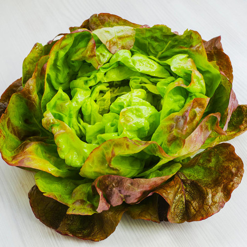 Organic Pirat Lettuce (Lactuca sativa)