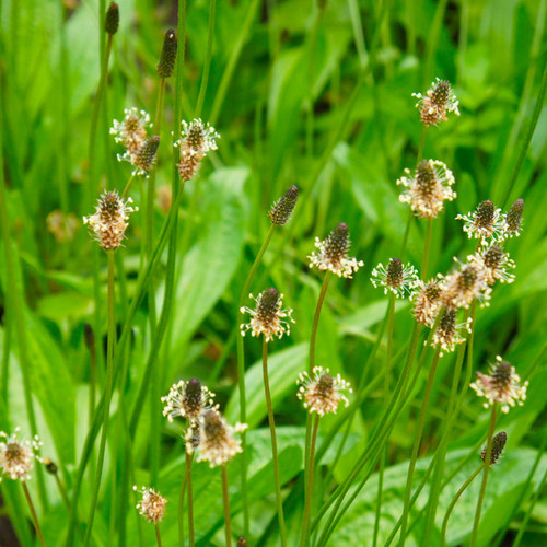 Ribwort Plantain (Plantago lanceolata) Perennial