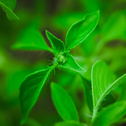 Cinnamon Basil Ocimum basilicum Annie s Heirloom Seeds