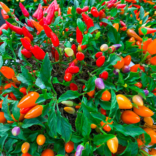 Chinese Five-Color Pepper (Capsicum annuum)