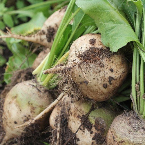 Albino Beet (Beta vulgaris)