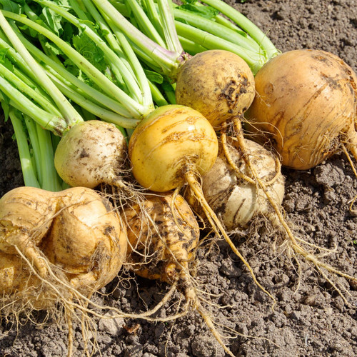 Organic Gold Ball Turnip (Brassica rapa)