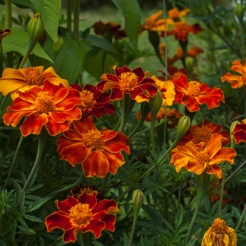 Organic Sparky Marigold Mix (Tagetes patula)