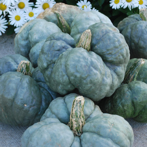 Triamble Squash (Cucurbita maxima)