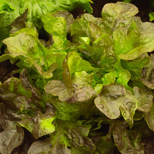 Pablo Lettuce (Lactuca sativa)