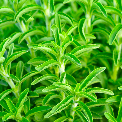 Organic Stevia (Stevia rebaudiana)