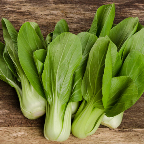 Dwarf White Stem Pak Choi/Bok Choy (Brassica rapa chinensis)