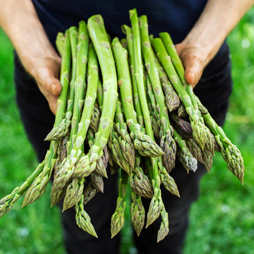 Asparagus UC72  (Asparagus officinalis)