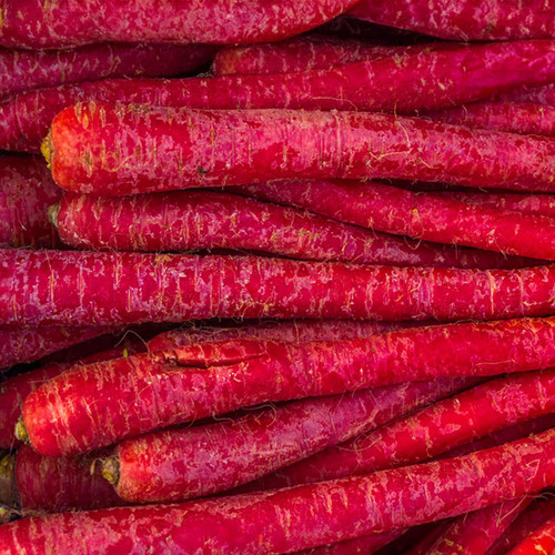 Kyoto Carrot (Daucus carota)