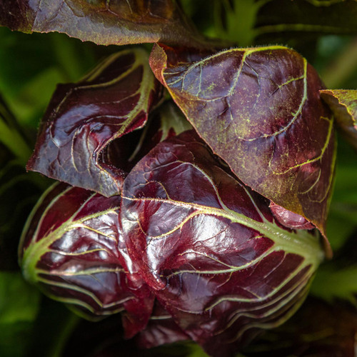 Rouge de Verona Radicchio (Cichorium intybus)