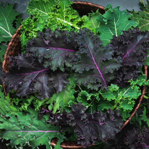 Organic Annie’s Baby Leaf Kale Mix (Brassica oleracea)