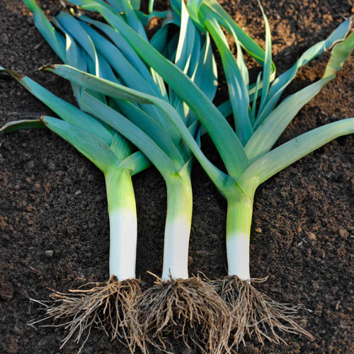 Organic Lancelot Leek (Allium porrum)