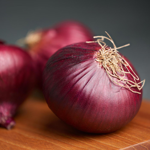 Red Wethersfield Onion (Allium cepa) Long Day