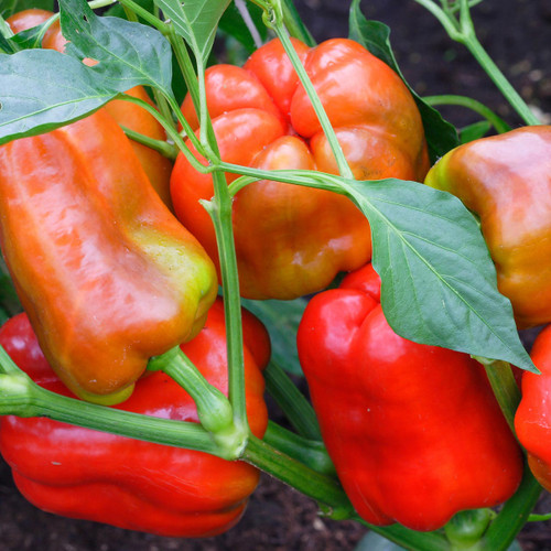 Rainbow Bell Pepper Collection