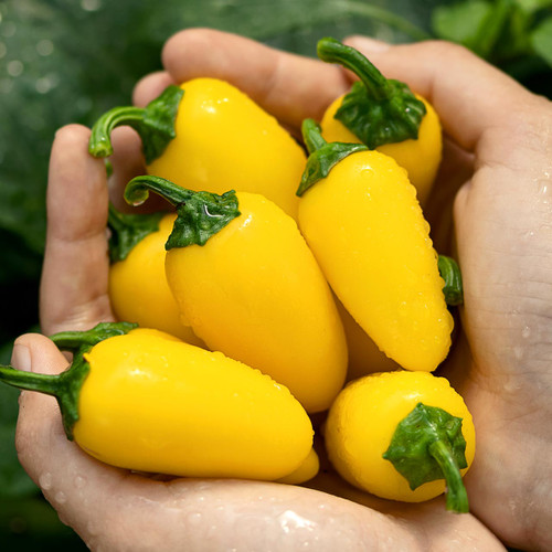 Organic Lemon Spice Hot Pepper (Capsicum annuum)
