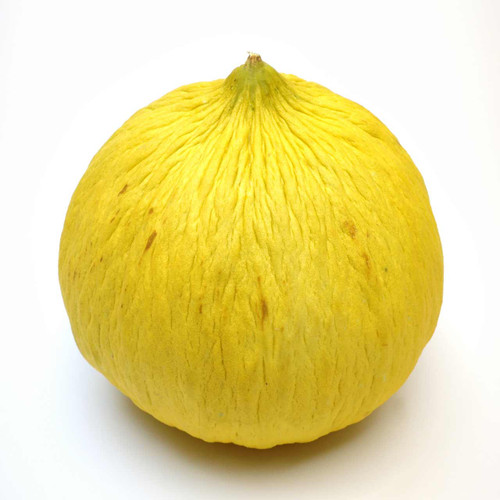 Casaba Golden Beauty Melon (Cucumis melo)