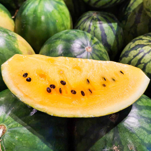 Clay County Watermelon (Citrullus lanatus)