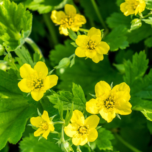 Avens (Geum urbanum) Perennial