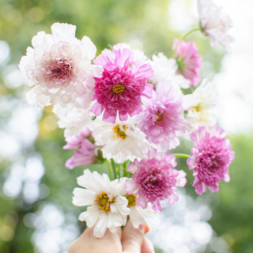 Double Click Bicolor Pink Cosmos (Cosmos bipinnatus)