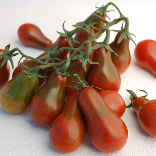 Chocolate Pear Tomato (Solanum lycopersicum)
