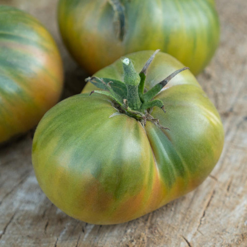 Organic Cherokee Green Tomato (Solanum lycopersicum) Indeterminate