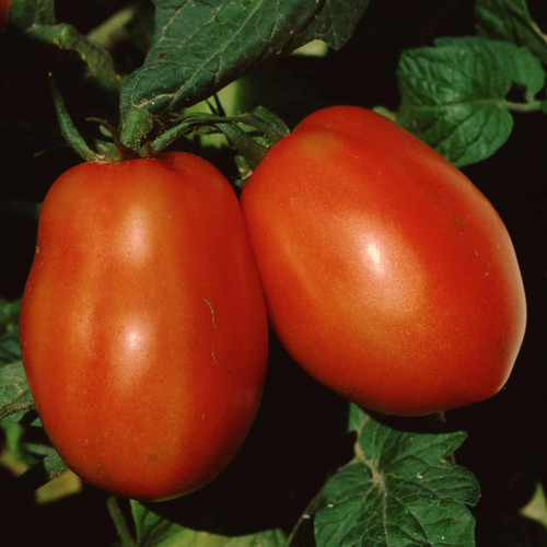 Organic Cipolia’s Pride Tomato (Solanum lycopersicum) Indeterminate
