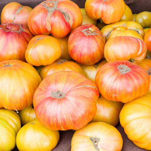 Organic Copia Tomato (Solanum lycopersicum) Indeterminate