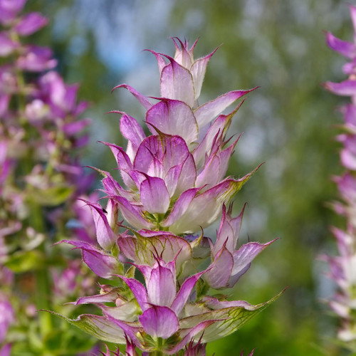 Clary (Salvia sclarea) Biennial