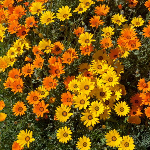 African Daisy (Dimorphiteca sinuate) Annual