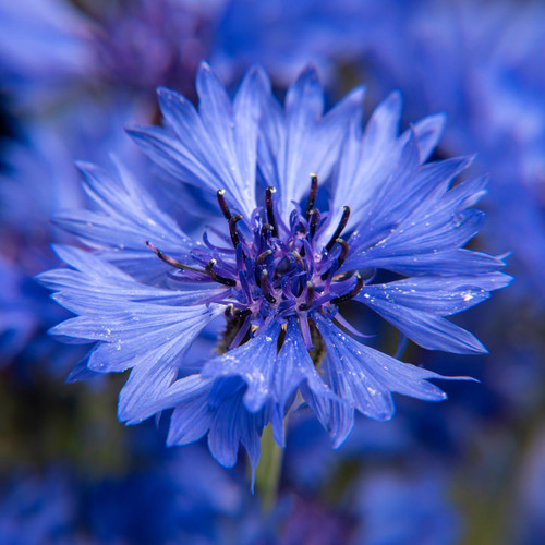 Bachelor Button Jubilee Gem (Centaurea cyanus) Annual