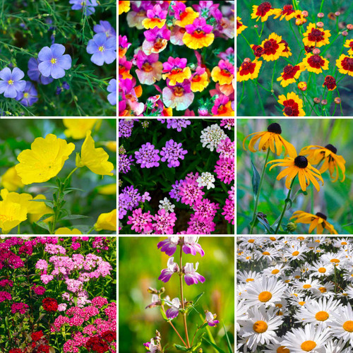 Annie's Pacific Northwest Wildflower Mix - Bulk - Annie's