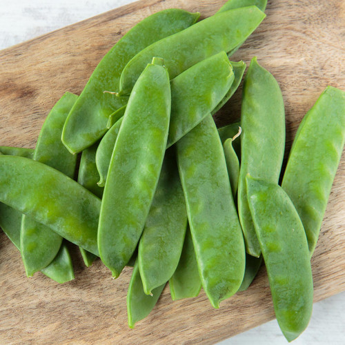 Organic Avalanche Snow Pea (Pisum sativum)