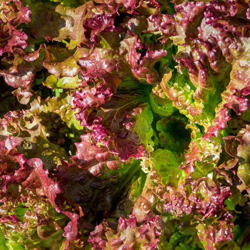 Organic Red Velvet Lettuce (Lactuca sativa)