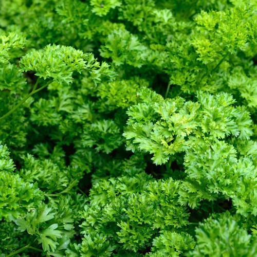 Forest Green Parsley (Petroselinum crispum) Biennial