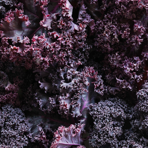 Organic Scarlet Kale (Brassica oleracea)