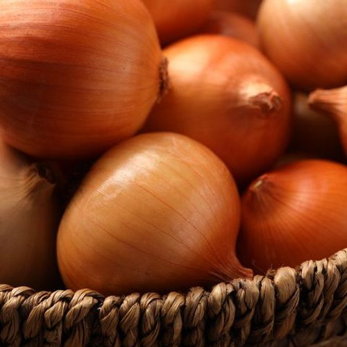 Organic Valencia Onion (Allium cepa)