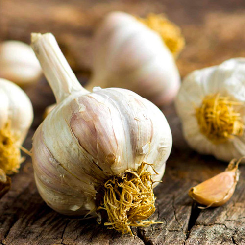 Organic German Extra Hardy Garlic Bulbs - 1 lb. (Allium sativum) Fall Delivery