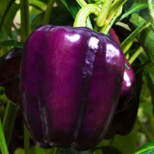Organic Purple Beauty Bell Pepper (Capsicum annuum)