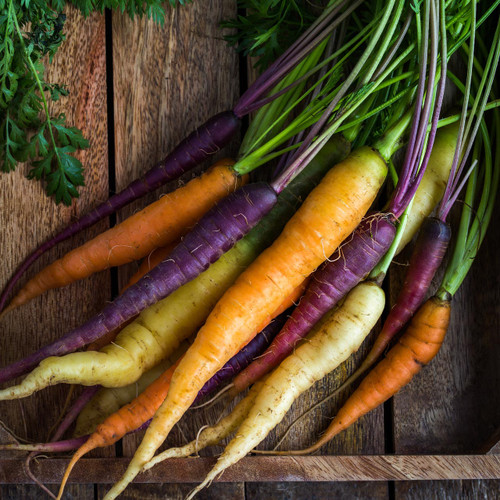 Annie’s Rainbow Carrot Mix - Bulk (Daucus carota)