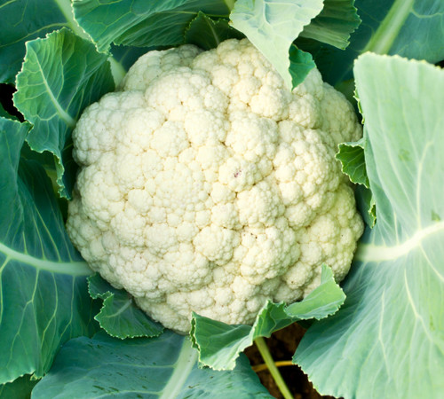 Organic Snowball Cauliflower (Brassica oleracea)