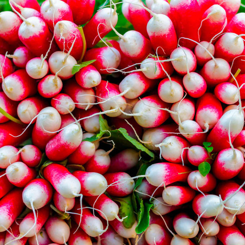  French Breakfast Radish - Bulk (Raphanus sativus)