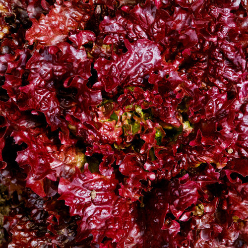 Lollo Rossa Lettuce (Lactuca sativa)